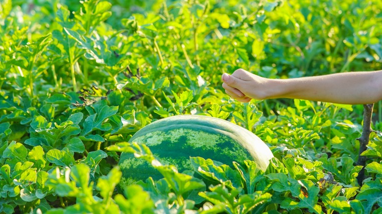 Knocking on a watermelon in a field