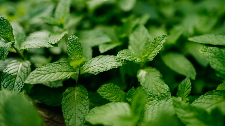 Mint growing outside