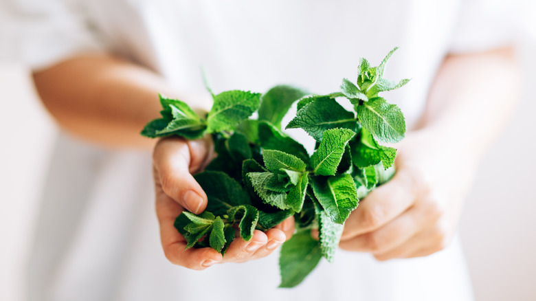 Woman holding a bundle of mint