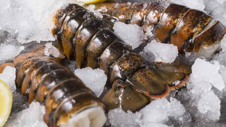 Fresh Maine lobster on a bed of ice