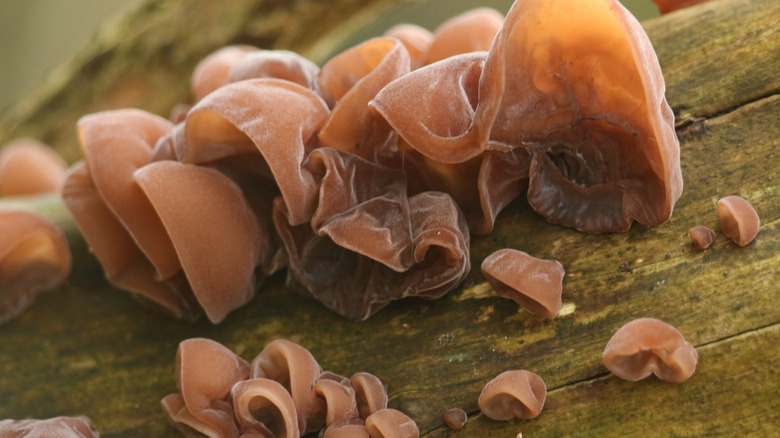Large and small wood ear mushrooms growing on a piece of wood