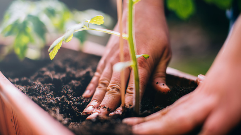 hands patting down soil around plant