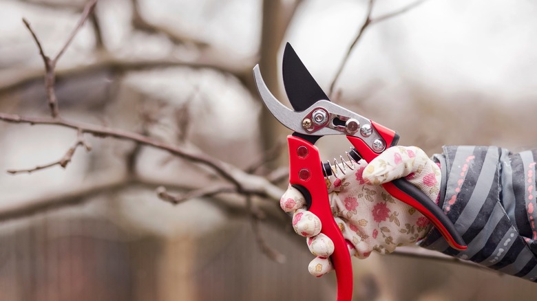 hand wearing glove pruning branches