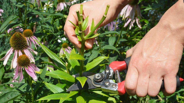 gardener deadheading spent flower heads