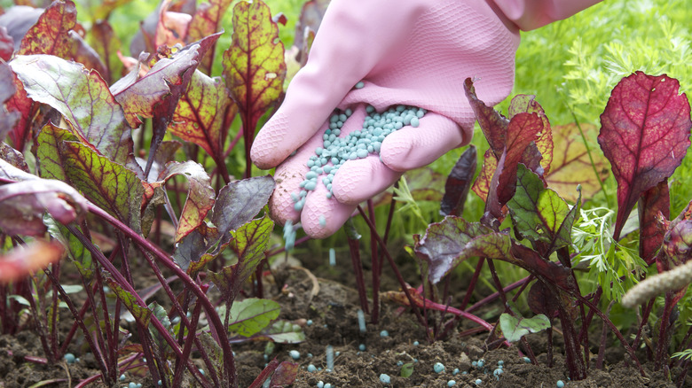 person wearing pink glove pouring fertilizer granules on plants