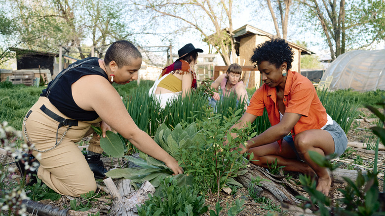 many people working in garden