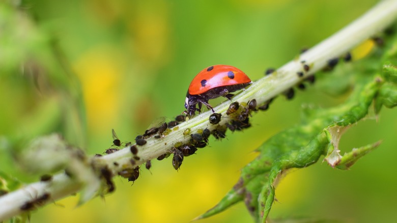 plant pests on stem with ladybug
