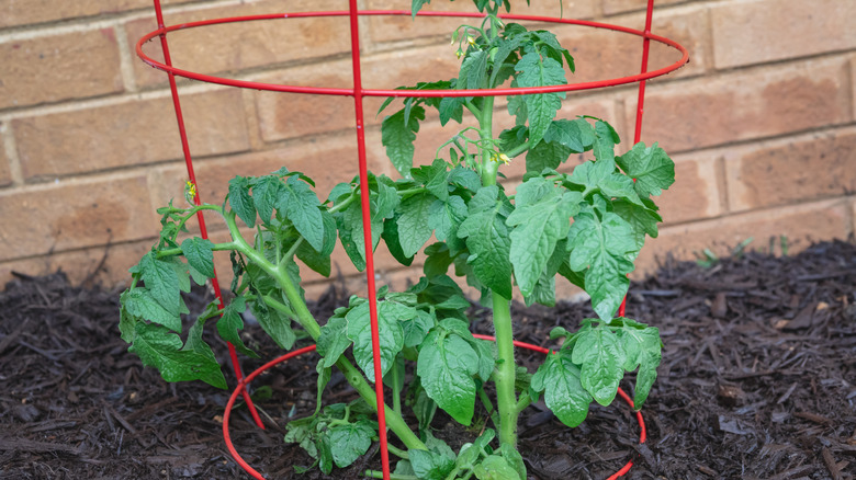close up of small tomato plant in red tomato cage