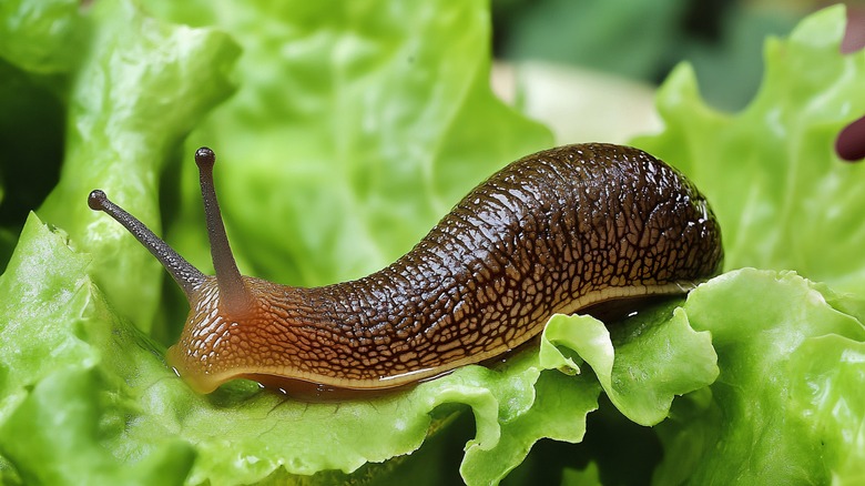 slug on lettuce leaf