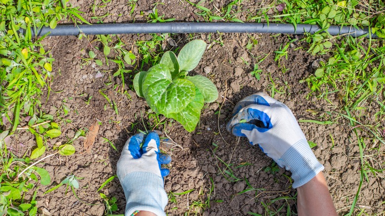 hands wearing gloves weeding around a plant
