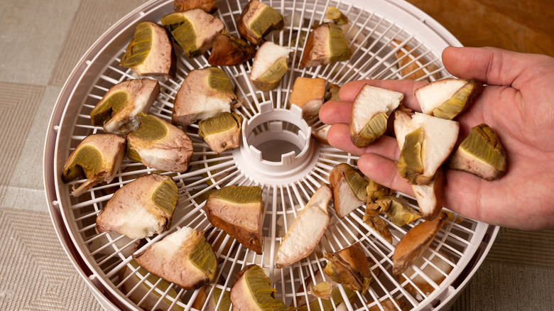 Drying mushrooms in a food dehydrator machine