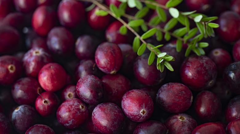 close up view of dark red cranberries and leaves