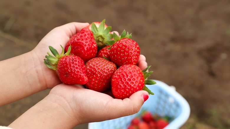 child holding ripe strawberries