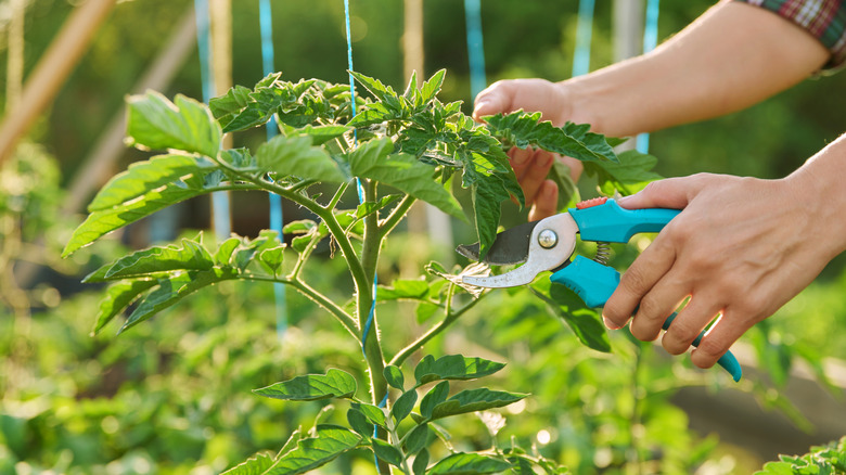 Hands with pruning shears trimming tomato plant