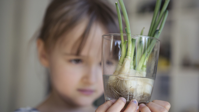 A young child looking at green onions growing in a glass
