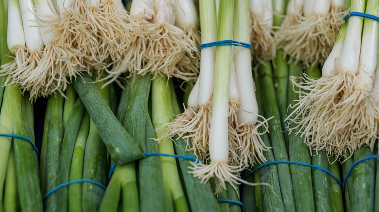 Closeup of green onion bundles at the grocery store