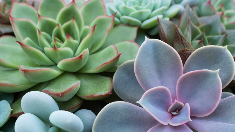 green and violet succulents clustered together
