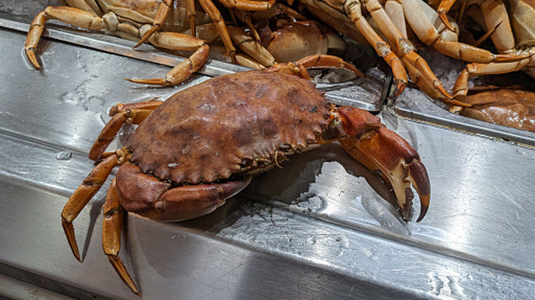 Live crab on stainless steel counter at grocery store