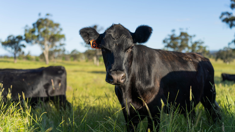 Angus cow grazing in a field