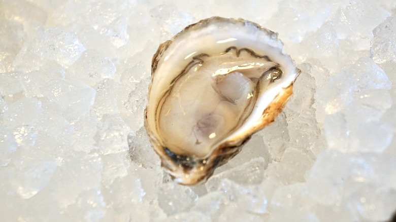 A freshly shucked oyster on ice