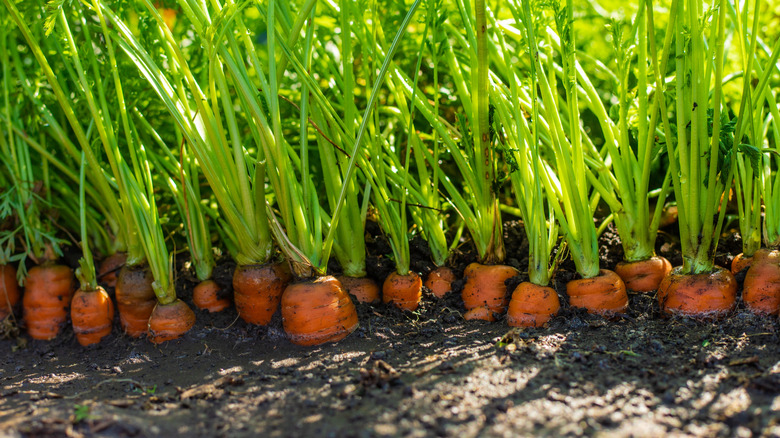 Carrots in the ground