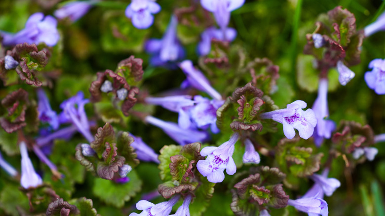 A close up of colorful ground ivy, complete with its purple flowers.