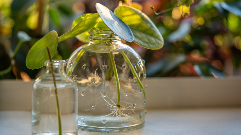 Photo of a plant sitting in a jar of water