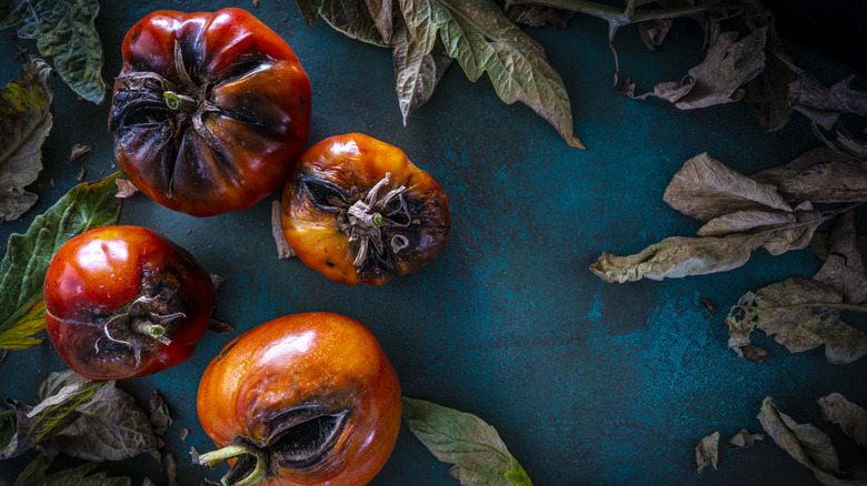 rotten tomatoes and leaves