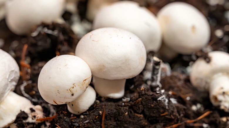 White button mushrooms in compost