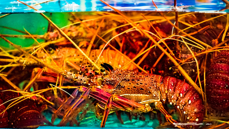 Live lobsters in a tank