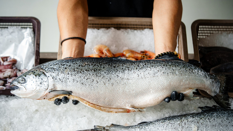 A whole fresh salmon being held over a bed of ice