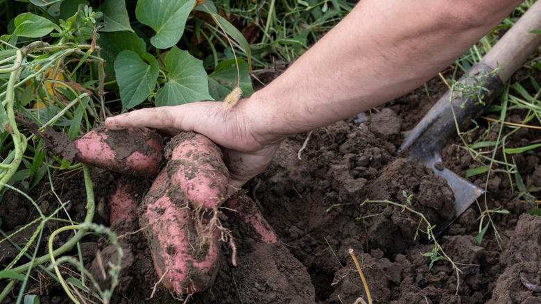 harvesting sweet potatoes
