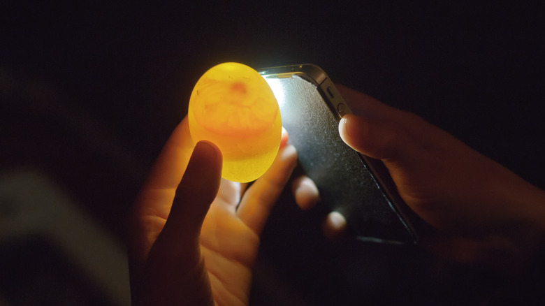 Person using an iPhone flashlight to candle an egg