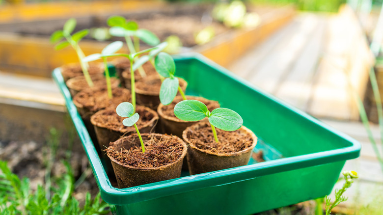 tray of plant seedlings