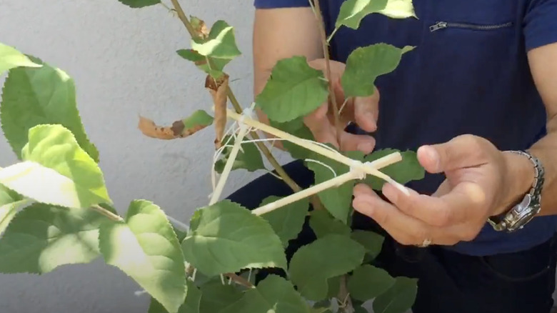 Person tying a triangle of chopsticks to branches to train the plant to grow a certain way