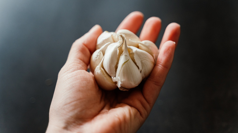 An individual holding a garlic.