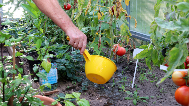 Hand holding yellow scoop watering a tomato plant at the base.