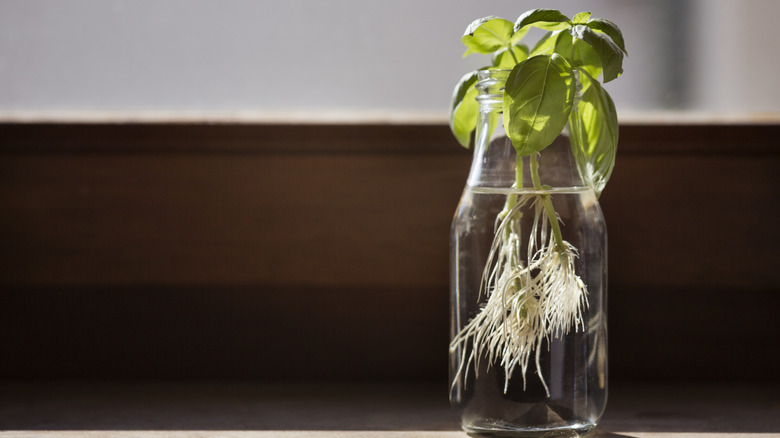 A basil plant grows in a glass jar of water in the sun.