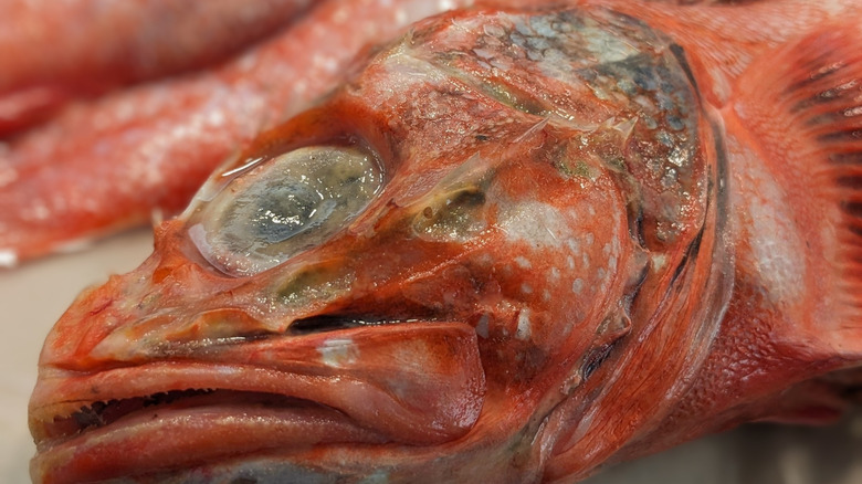 A fish with cloudy eyes