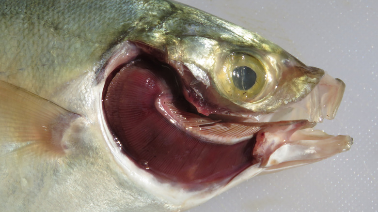Fish with red gills visible