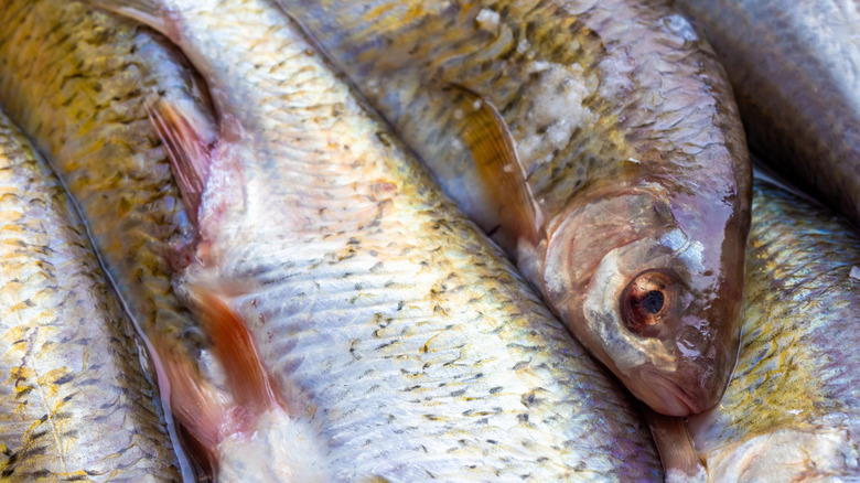 Shiny whole fish on display