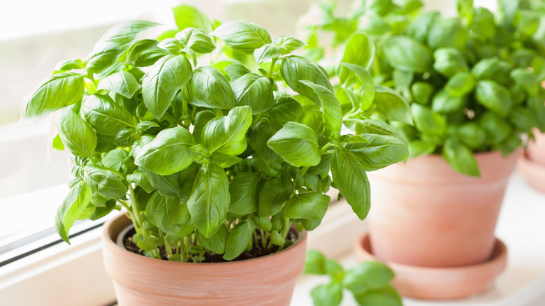 A couple of basil pots in a sunny window