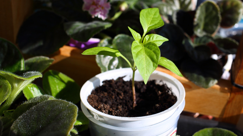 yogurt container with soil and small plant growing inside