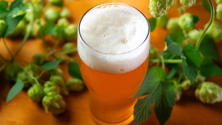 A sudsy, golden glass of beer with hops arranged in the frame.