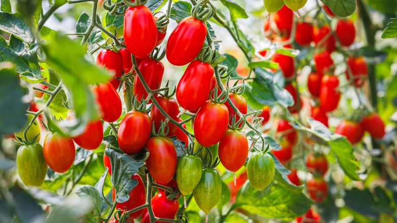roma tomatoes on the vine