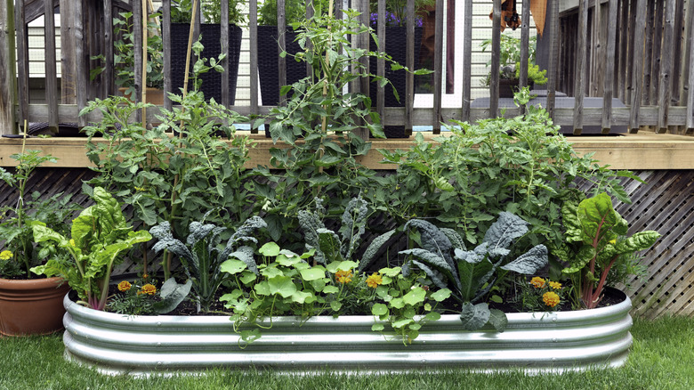Riased vegetable garden outside porch