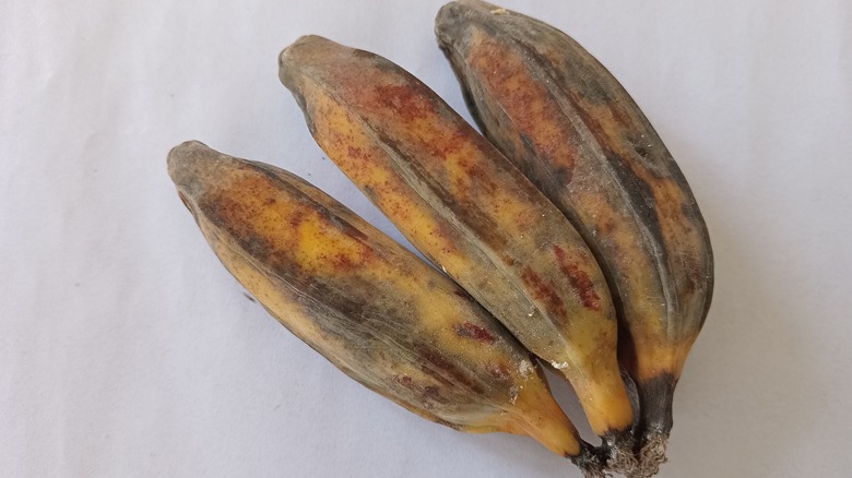 Three bananas showing rot