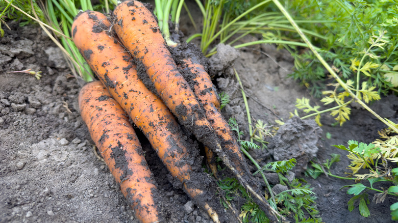 Freshly-picked carrots in the dirt with sprouted roots