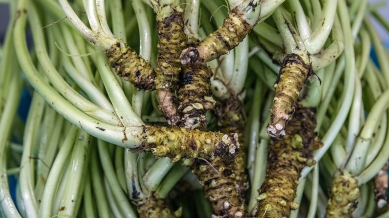 Freshly picked wasabi plants with dirt still on the roots laying on top of each other in a crate in Japan.