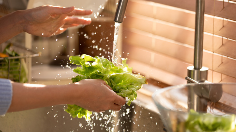 Hands washing lettuce under running water at kitchen sink